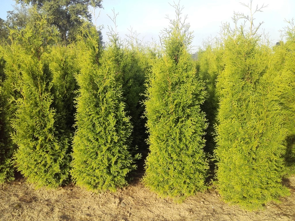 Thuja occ. 'Brabant' 1