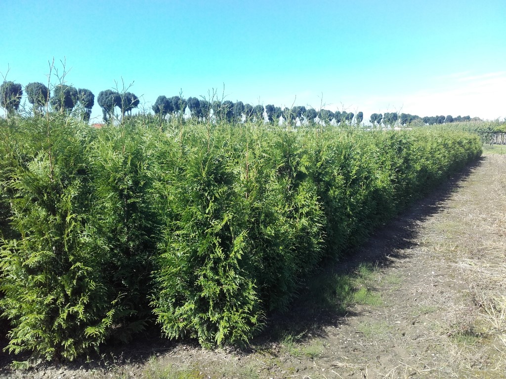 Thuja plic. 'Excelsa' 1