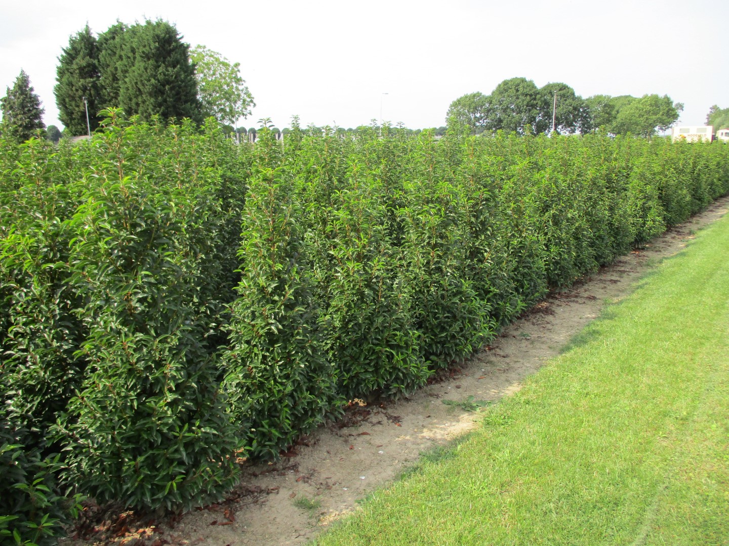 Prunus lusitanica 'Angustifolia' 2