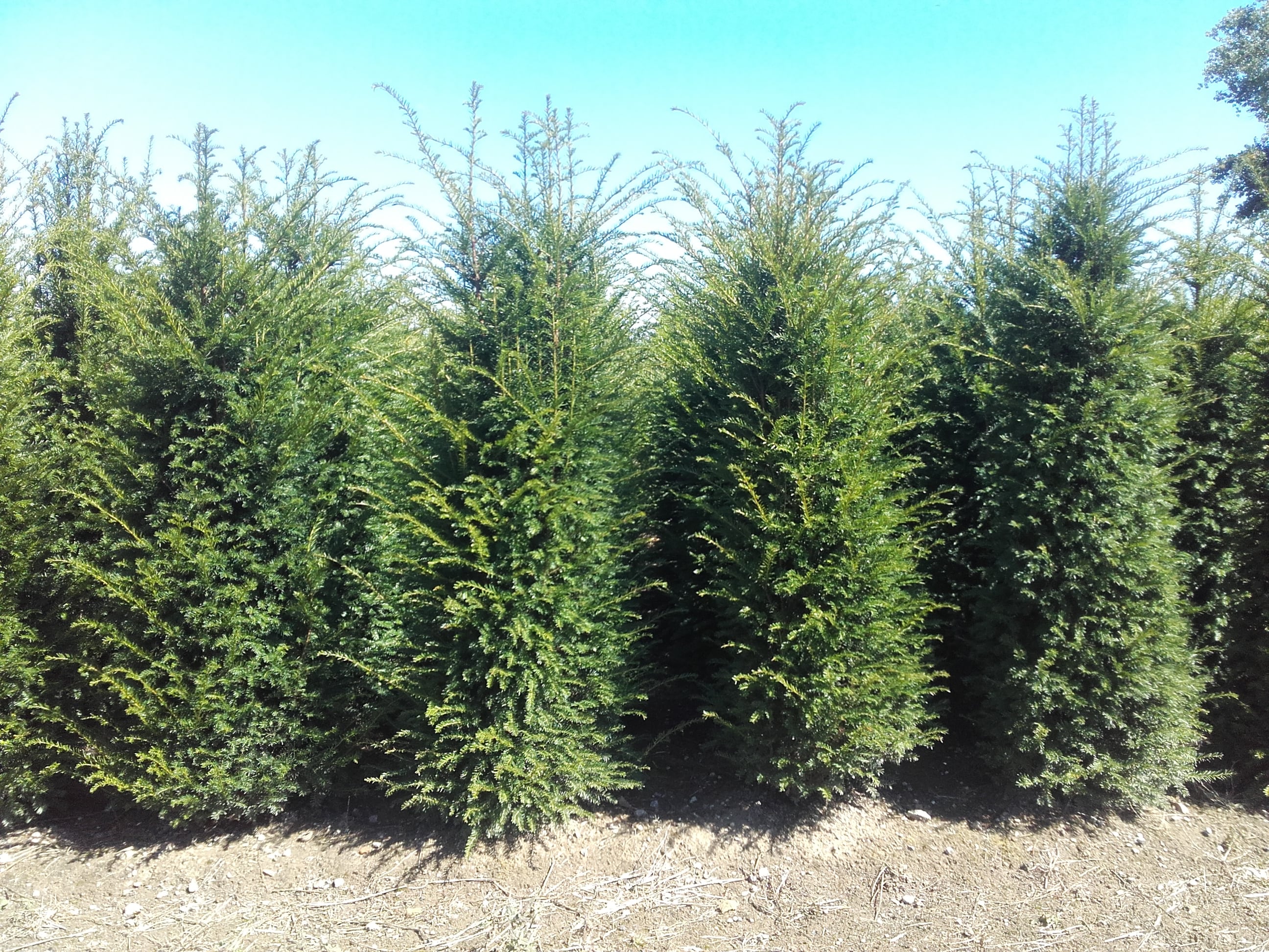 Taxus baccata